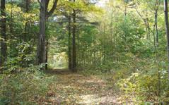 vermont woodland path