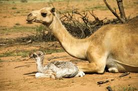 camel mom baby