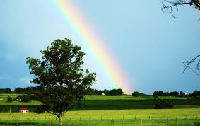 rainbow n tree